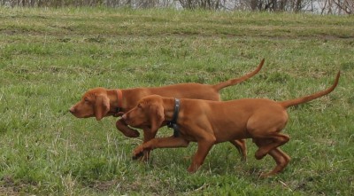 Франт и Флинт тренируются на Чемпионате легавых собак в Томске