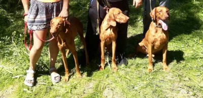 Таисия, Гардиан и Парис на выставке легавых собак в Красноярске